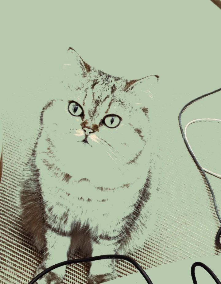进宝生成的标准猫咪证件照